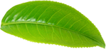 Leaf11